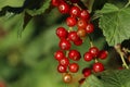 Closeup view of red currant bush with ripening berries outdoors on sunny day. Space for text Royalty Free Stock Photo