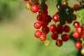 Closeup view of red currant bush with ripening berries outdoors on sunny day. Space for text Royalty Free Stock Photo