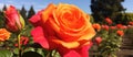 Closeup view of a red and orange hybrid tea rose in a garden Royalty Free Stock Photo