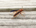 Closeup view red paper wasp on a dock on Grand Lake in the state of Oklahoma