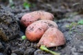 CLoseup view of red potatoes desiree on ground and soil. Organic vegetables. Farming and cultivation. Harvest and crop Royalty Free Stock Photo