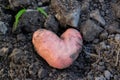 CLoseup view of red potatoes desiree heart shaped on ground and soil. Organic vegetables. Farming and cultivation