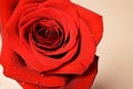 Red Rose Blossom Royalty Free Stock Photo