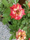 Closeup view of red roses at the garden, flora concept