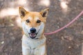 Closeup view of red Shiba Inu on leash Royalty Free Stock Photo