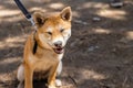 Closeup view of red Shiba Inu on leash Royalty Free Stock Photo