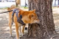 Closeup view of red Shiba Inu on leash Royalty Free Stock Photo