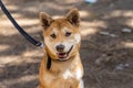 Closeup view of red Shiba Inu on leash Royalty Free Stock Photo