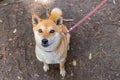 Closeup view of red Shiba Inu on leash Royalty Free Stock Photo