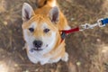 Closeup view of red Shiba Inu on leash Royalty Free Stock Photo