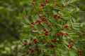 Closeup view of red tree berries