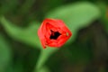 Closeup view of an red tulip opens on a green blurred background. Spring flower in the garden, macro photo Royalty Free Stock Photo