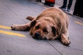 A resting street dog, little fat, brown color street dog lies on the sidewalk.