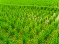 Closeup view on rice terraces Jatiluwih on Bali Royalty Free Stock Photo