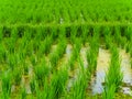 Closeup view on rice terraces Jatiluwih on Bali Royalty Free Stock Photo