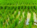 Closeup view on rice terraces Jatiluwih on Bali Royalty Free Stock Photo