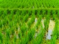 Closeup view on rice terraces Jatiluwih on Bali Royalty Free Stock Photo