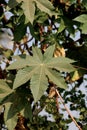 A Closeup view of a Ricinus Communis Leaf