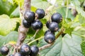 Closeup view of ripe black currant berry on the branch.