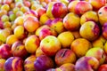 Closeup view on ripe nectarines on grocery store Royalty Free Stock Photo