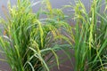 Closeup view of an almost ripe paddy plant Royalty Free Stock Photo