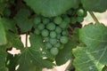 Closeup of ripe grapes in a vineyard Royalty Free Stock Photo