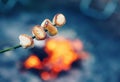 Closeup view of the roasted marshmallow on the stick above the fire. Royalty Free Stock Photo