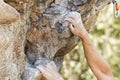 Closeup view of rock climber`s hand gripping hold on natural cliff Royalty Free Stock Photo