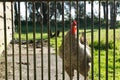 Closeup view of a rooster behind a fence Royalty Free Stock Photo