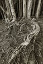 Root of banyan tree in forest Royalty Free Stock Photo