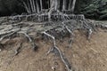 Closeup view of root of banyan tree in forest Royalty Free Stock Photo