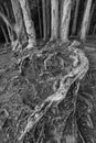 Closeup view of root of banyan tree in forest Royalty Free Stock Photo