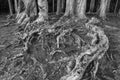 Closeup view of root of banyan tree in forest Royalty Free Stock Photo