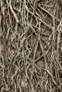 Closeup view of root of banyan tree on wall Royalty Free Stock Photo