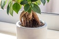 Closeup view of root potted Ficus Bonsai on light windowsill