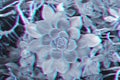 Closeup view of rosette succulent plant with digital signal glitch effect