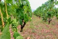 A closeup view of the rows of green grk grapes grown at one of many wine vineyards on Kurcula island in Croatia.