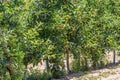 Closeup view of a Royal gala apple plantation Royalty Free Stock Photo