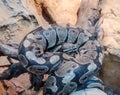 Closeup view of a royal python. Snake Royalty Free Stock Photo