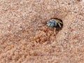 Sand Wasp 1