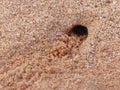 Sand Wasp Burrow Royalty Free Stock Photo
