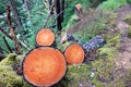 Closeup view of sawed cedar tree trunks with a clear view of the tree rings, clearing a hiking trail path in the forest