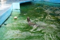 A closeup view of a sea lion while showing his talents for spectators.