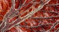 A closeup view of a section of muscle tissue showing highly intricate muscle fibers surrounded by connective tissue and