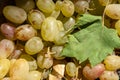 Closeup view of seedless grape background with grape leaves Royalty Free Stock Photo