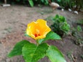 Closeup view and selective focus of beautiful yellow color hibiscus flower on a plant Royalty Free Stock Photo