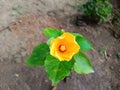 Closeup view and selective focus of beautiful yellow color hibiscus flower on a plant Royalty Free Stock Photo
