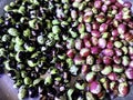 Closeup view and selective focus of fresh and raw pigeon peas Royalty Free Stock Photo
