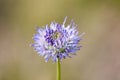 Closeup view of Sheep`s bit scabious Jasione montana