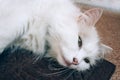 Close up view of sick young white cat lies on brown blanket in a veterinary clinic for pets. Feline health, problems